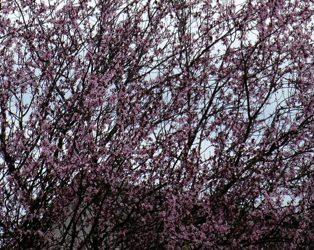 Kirschblüte | Foto: Bildrechte: Stefania Herod