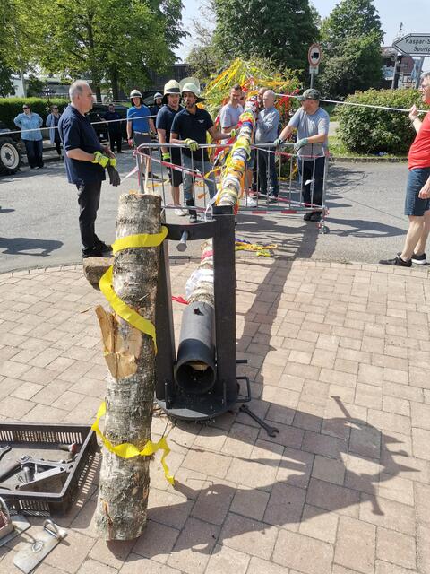 Der Baum wurde in rund einem Meter Höhe professionell gekappt.  | Foto: Düster