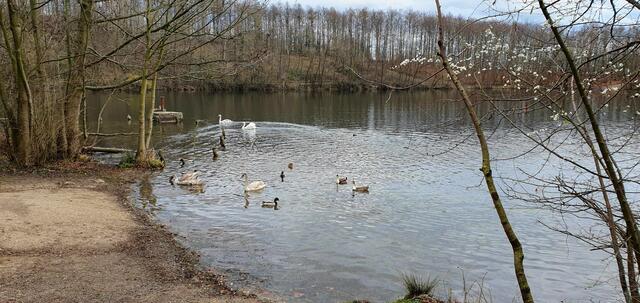 Rundweg um den Heider Bergsee | Foto: Heinz Könen