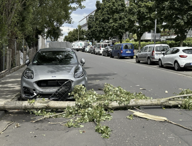 Mehrfach sind von dem Gelände aus Teile von Bäumen auf die Straße gestürzt. Zwei Autos wurden dabei beschädigt.  | Foto: zVg