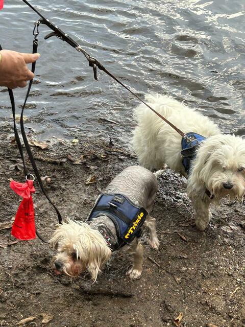 Nach insgesamt drei Runden um den Heinder Bergsee waren unsere Läufe am Abend gefühlt 1 cm kürzer. Auf den letzten Metern war an geeigneter Stelle eine Abkühlung dringend nötig. | Foto: Iris Köhler