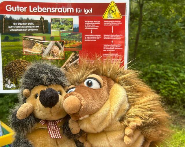 2 Igel werben im Duett für guten Lebensraum | Foto: Iris Köhler