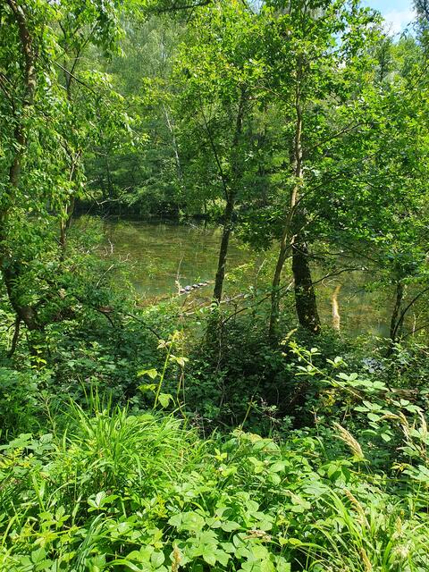Was wir alles gesehen haben - Wasserschildkröten beim Sonnenbad | Foto: Renate Könen