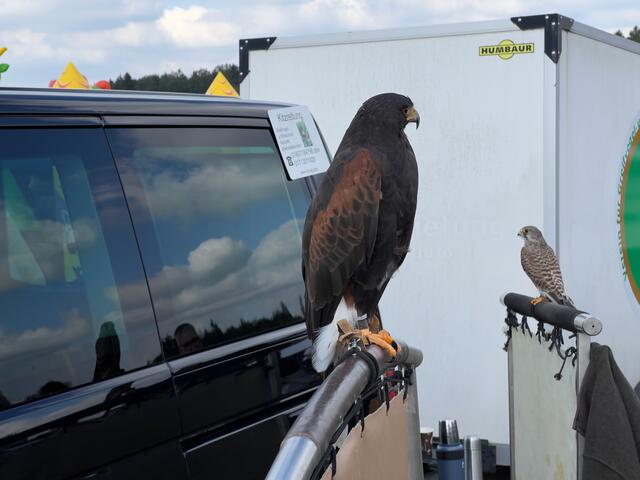 Foto: Wilfried Storb