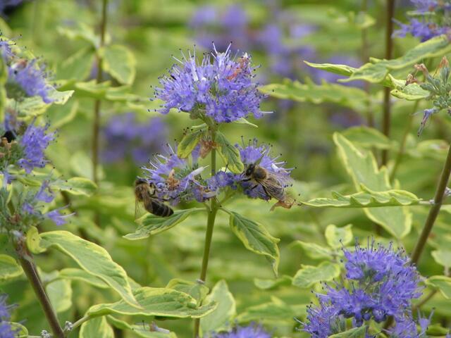 Honigbienen auf Bienenweide  | Foto: Bildrechte: Stefania Herod