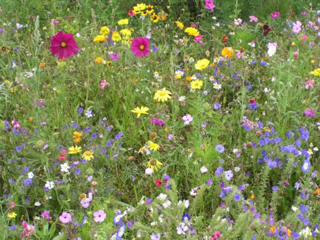 Bienenweide | Foto: Bildrechte: Stefania Herod