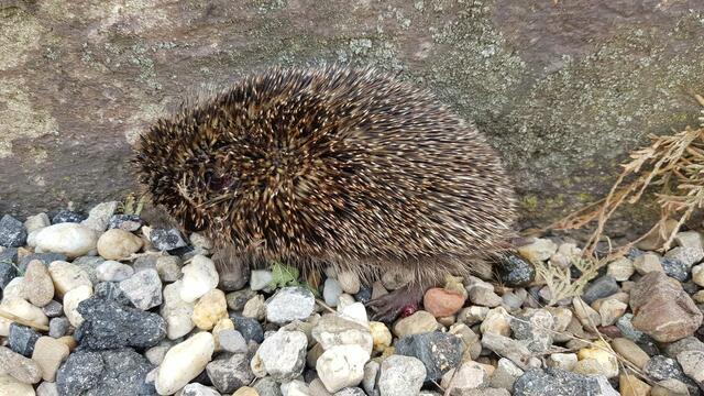 Verletzung im Schottergarten | Foto: Privat