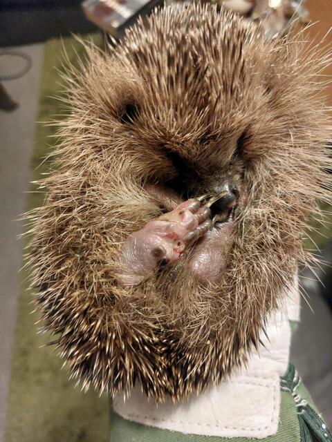Verletzter Igel auf Station | Foto: Privat