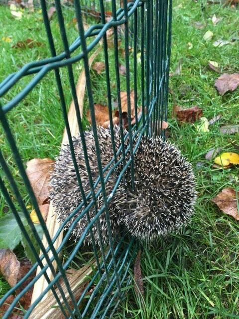 Böse Falle! - Doppelstabmatte | Foto: Karin Oehl