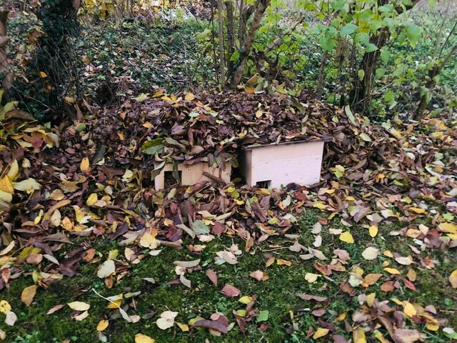 Igel-Schlafhaus unter Laubhaufen | Foto: Privat