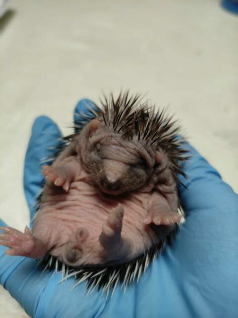 Handaufzucht von fünf Igelkindern | Foto: Simone Bergheim, Igelhilfe Erftstadt