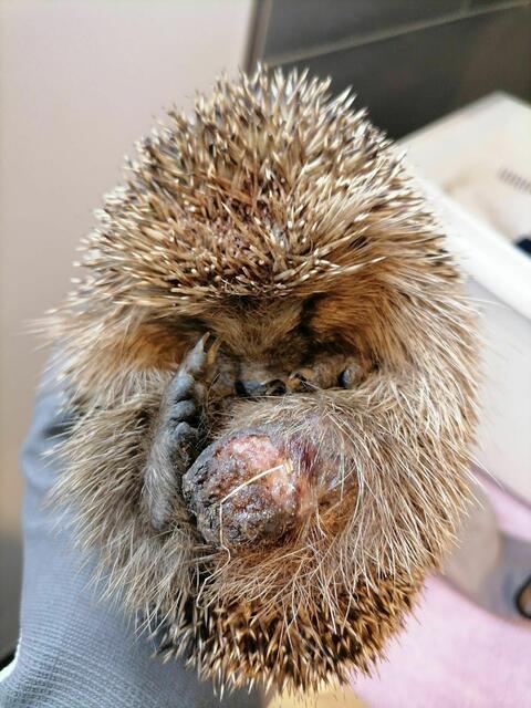 Im Igel-Krankenhaus (Igelstation) | Foto: Privat