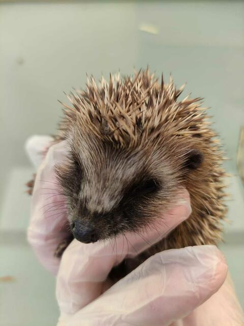 Verlassen aufgefundenes Igelkind | Foto: Privat