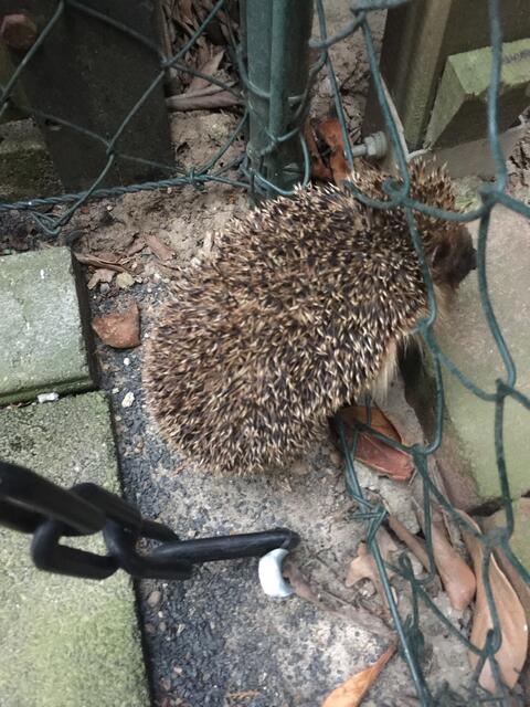 Böse Falle! - Maschendrahtzaun. Dieser Igel hatte Glück im Unglück. Rettung rechtzeitig erfolgt. | Foto: Peter Schäfer