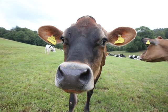 Kühe, Schafe, Ziegen, Schweine und weitere Klauentiere - auch Wildtiere wie Rehe - können betroffen sein. | Foto: OBK