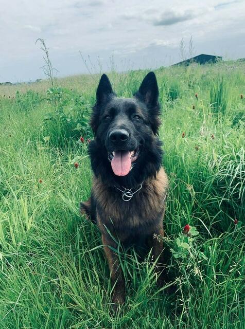 Mit Kommisar "Shushi" ist im Dienst nicht zu spaßen.  | Foto: Polizei Köln