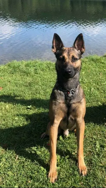 Für Spürhund Woodstock war es ein leichtes Spiel den Einbrecher in seinem Versteck zu erschnüffeln. | Foto: Polizei Köln