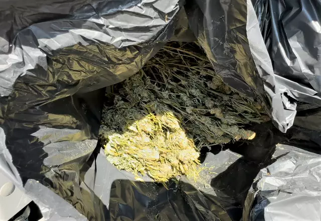 Getrocknete Cannabispflanzen. | Foto: Polizei Köln