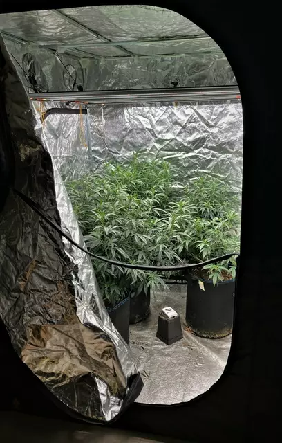 Die Cannabispflanzen wurden teilweise in kleinen Gewächshäusern unter Kunstlicht gezüchtet. | Foto: Polizei Köln