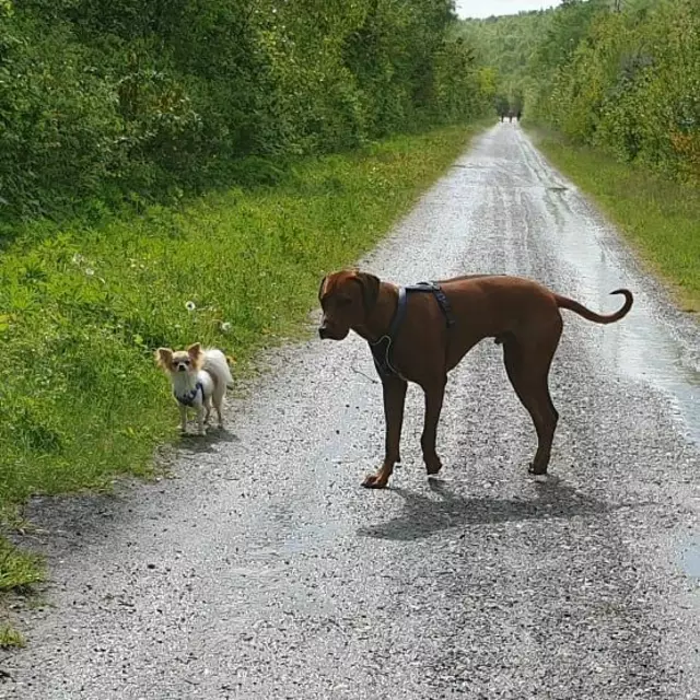 Lucky &amp; Sammy auf dem Weg zum Tierheim Bergheim | Foto: Heinz Könen