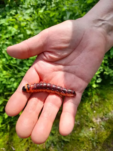 Auch das findet sich entlang der Erft am 09.05.2021 | Foto: privat