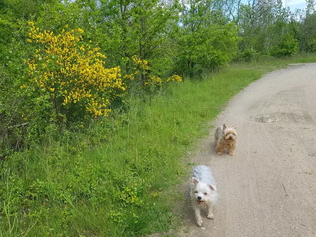 Leila &amp; Trixie am 23.05.2021 unterwegs zwischen Paffendorf und Tierheim über die Wiederfelder Höhe  | Foto: Renate Könen