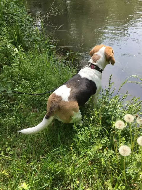 2022 - ein kühlendes Bad in der Erft gefällig? | Foto: Astrid Kurth