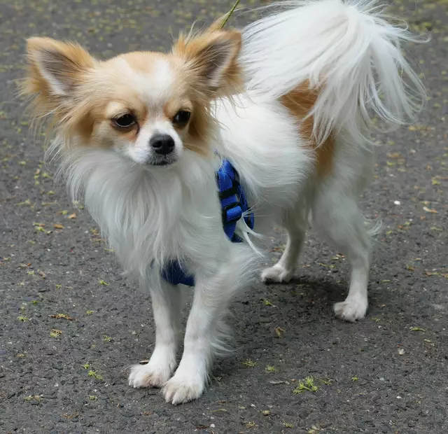 Lucky - der kleinste Teilnehmer 2019 | Foto: Heinz Könen