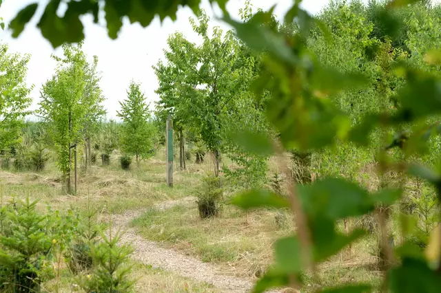 Das Waldlabor in Köln forscht zu vier Themenfeldern: Wandelwald - Energiewald - Klimawald - Wildniswald | Foto: Max Grönert