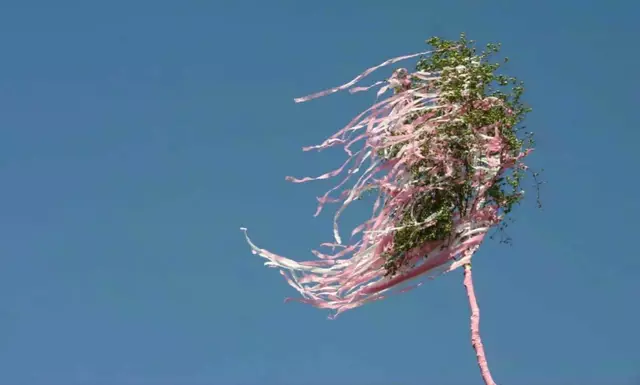 Hier hatte sich jemand besonders viel Mühe gegeben und den Baum in zartrosa und weiß geschmückt. Sogar der Stamm war umwickelt.  | Foto: Montserrat Manke