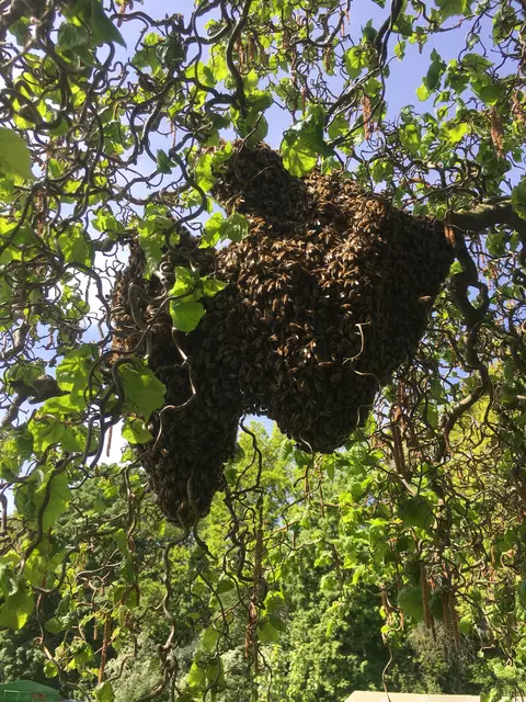 Bienenschwarm hängt an einem Ast - hier &gt;30 000 Bienen.