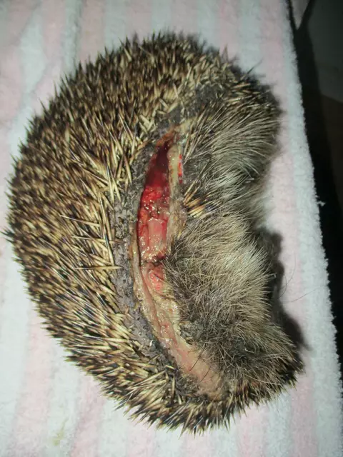 Fadenmäher fügen grausamste Verletzungen zu... | Foto: Anne Melchior