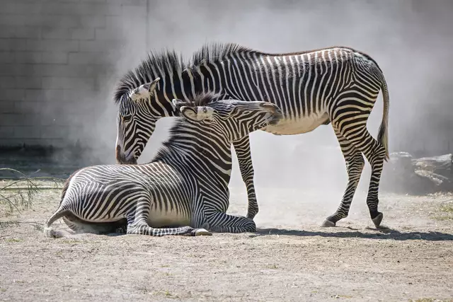 Foto: Marcel Vogelfänger