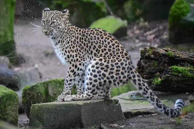 Foto: Marcel Vogelfänger