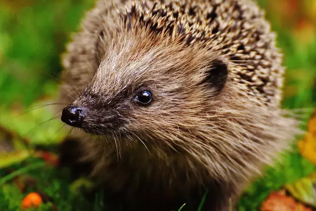 Gesunder Igel unterwegs | Foto: Pixabay
