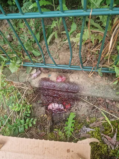 Eingeklemmte Igelin nach Fehlgeburten aus dem Zaun befreit. 3 der 4 toten Igelkinder auf dem Finderfoto zu sehen. | Foto: privat