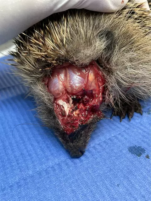 Wahnsinn... | Foto: Igelhilfe Rotenburg-Wümme