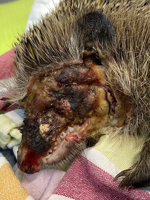 Bei Einlieferung in die Station lebte auch dieser Igel noch... | Foto: Igelhilfe Rotenburg-Wümme