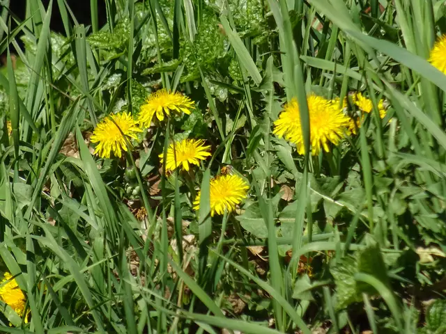 Löwenzahn | Foto: Bildrechte: Stefania Herod