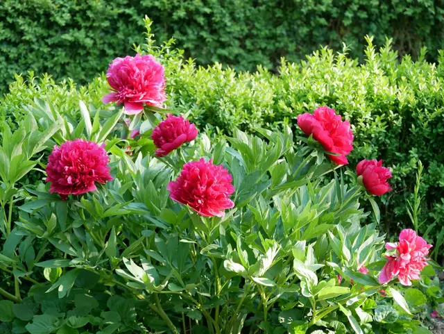 Pfingstrosen in der Kölner Flora.  | Foto: Anita Brandtstäter