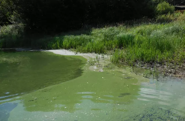 ARCHIVFOTO: Ein erstes Zeichen für die Bildung von Blaualgen ist eine geringe Sichttiefe durch eine starke Trübung des Wassers. | Foto: OBK