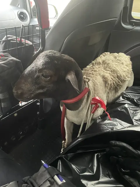 Das ausgebüxte Schaf wurde von einem Autofahrer auf der Autobahn eingefangen und der Polizei übergeben. | Foto: Polizei Köln
