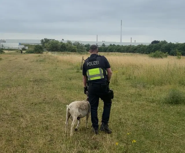 Ein Polizeibeamter brachte übergab das Schaf seinem Besitzer. | Foto: Polizei Köln