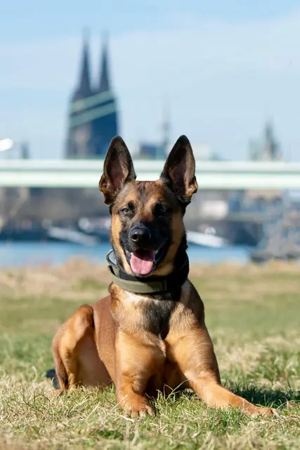 Der will nicht nur spielen, Loki macht seinen Job mit Biss. | Foto: Polizei Köln