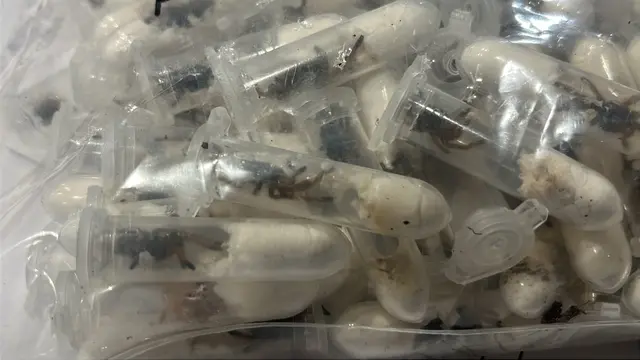In Plastikröhrchen verpackte Spinnen. | Foto: Zoll Köln