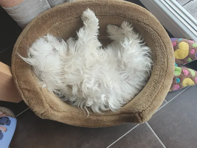 Was für ein Tag! Jetzt ist ein Nickerchen nötig, um neue Kraft zu schöpfen, bevor es weitergeht... | Foto: Heinz Könen