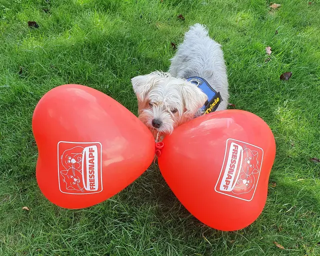Das ist meine Freundin Trixie, die gern als Werbeträgerin aktiv ist. | Foto: Heinz Könen