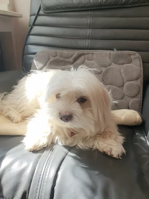 Das bin ich - Bibi. Natürlich ein Tierschutzhund. | Foto: Renate Könen