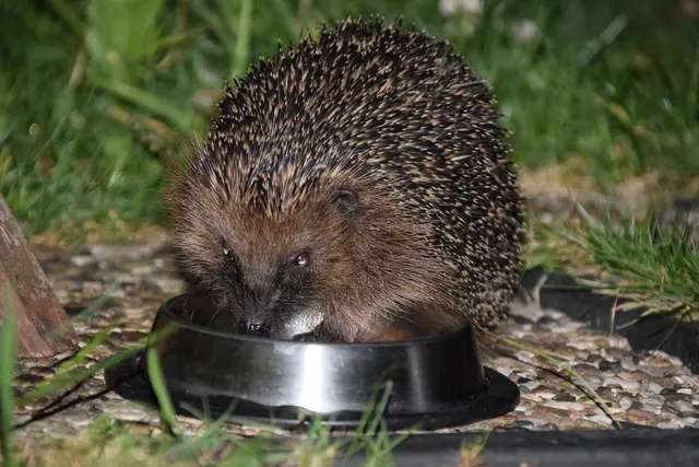 Gesunder Igel am nächtlichen Buffet | Foto: Martina Zörner