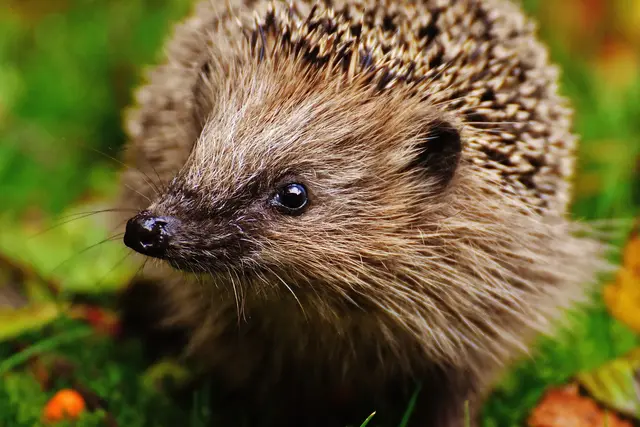 Sympathieträger Igel seit 2024 auf der Roten Liste der vom Aussterben bedrohten Tiere als potenziell gefährdet eingestuft | Foto: Pixabay
